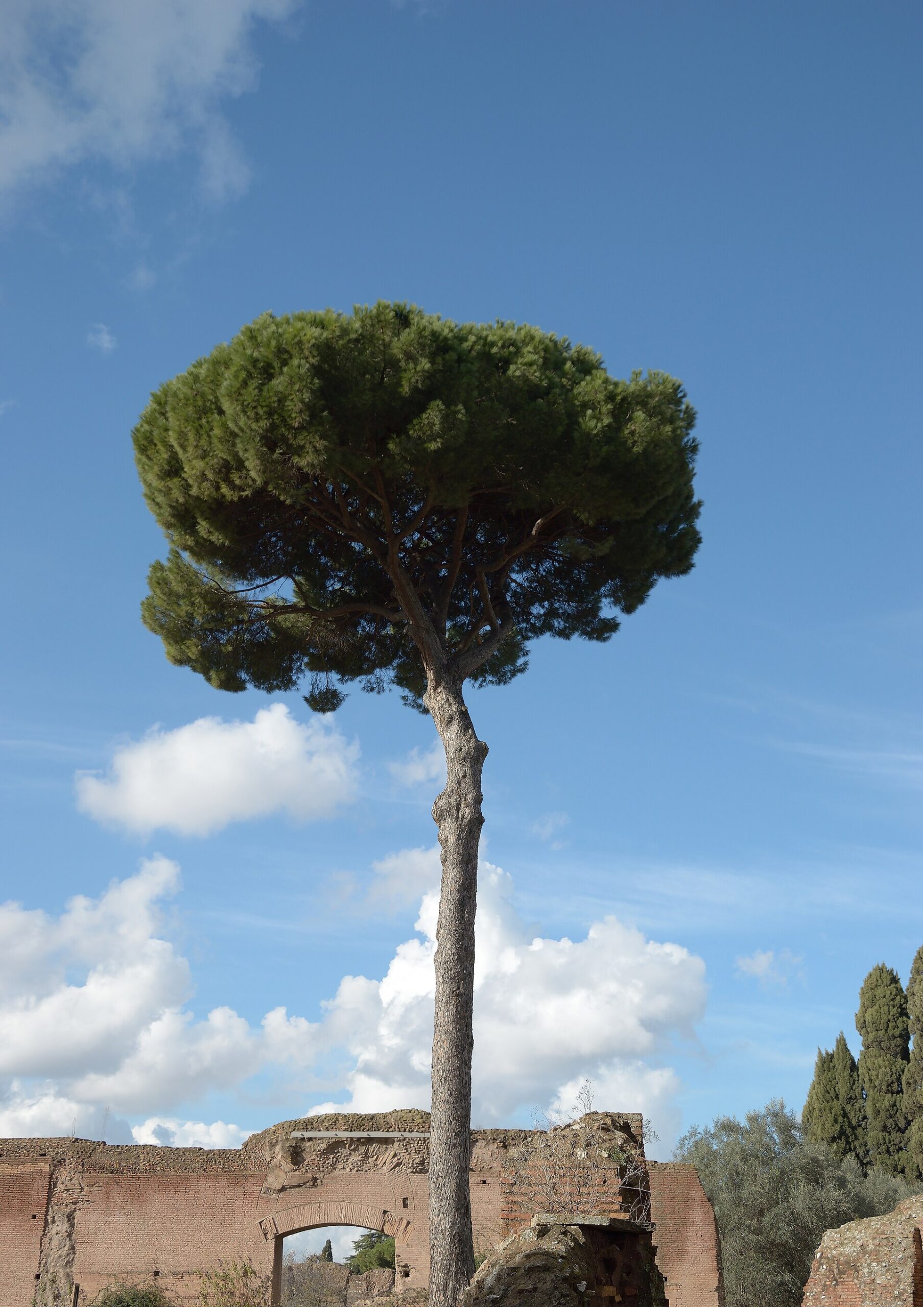 Palatin (Roma)