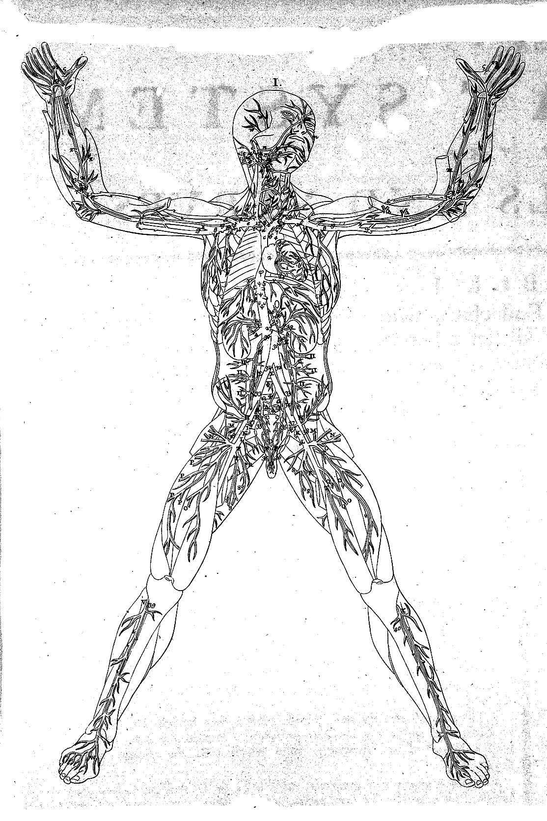 Bartolomeo Eustachio